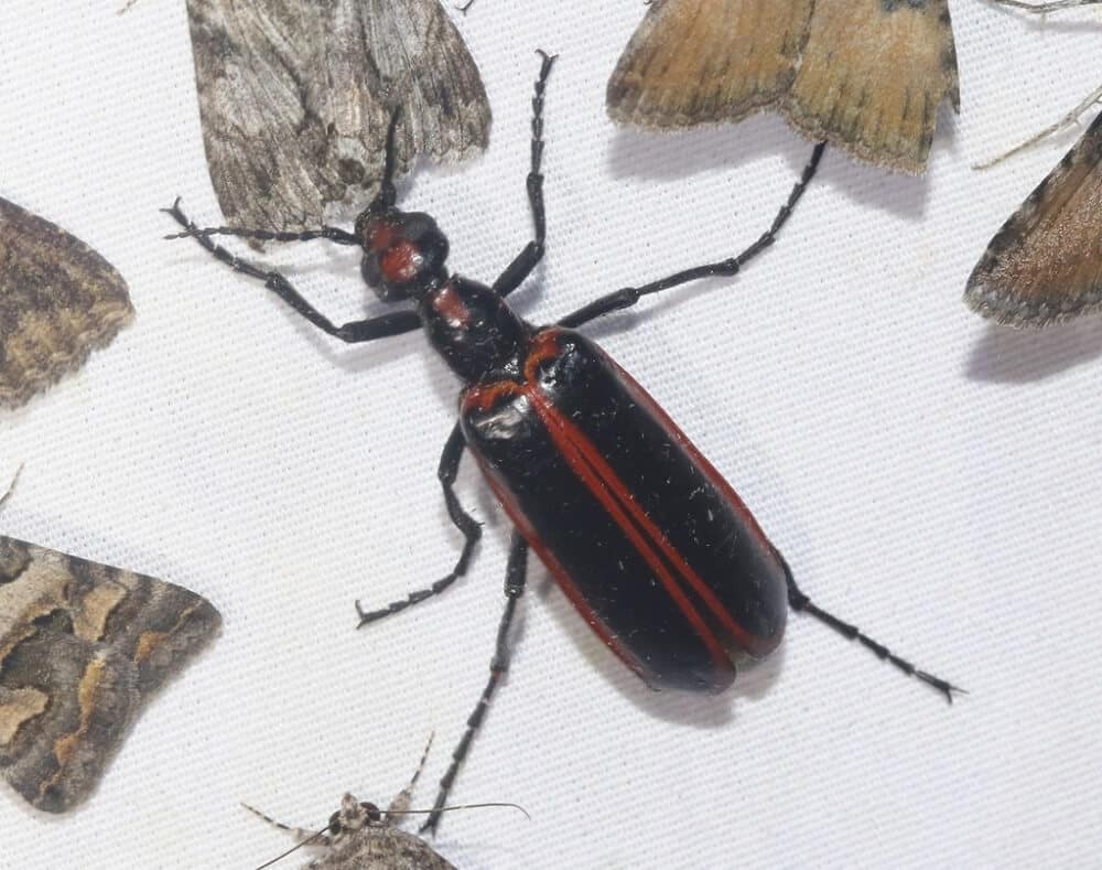 14 Black Bugs With Red Stripes (Pictures and Identification)