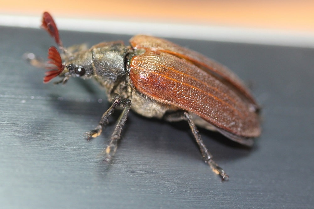 30 Common Brown Beetles Pictures And Identification 