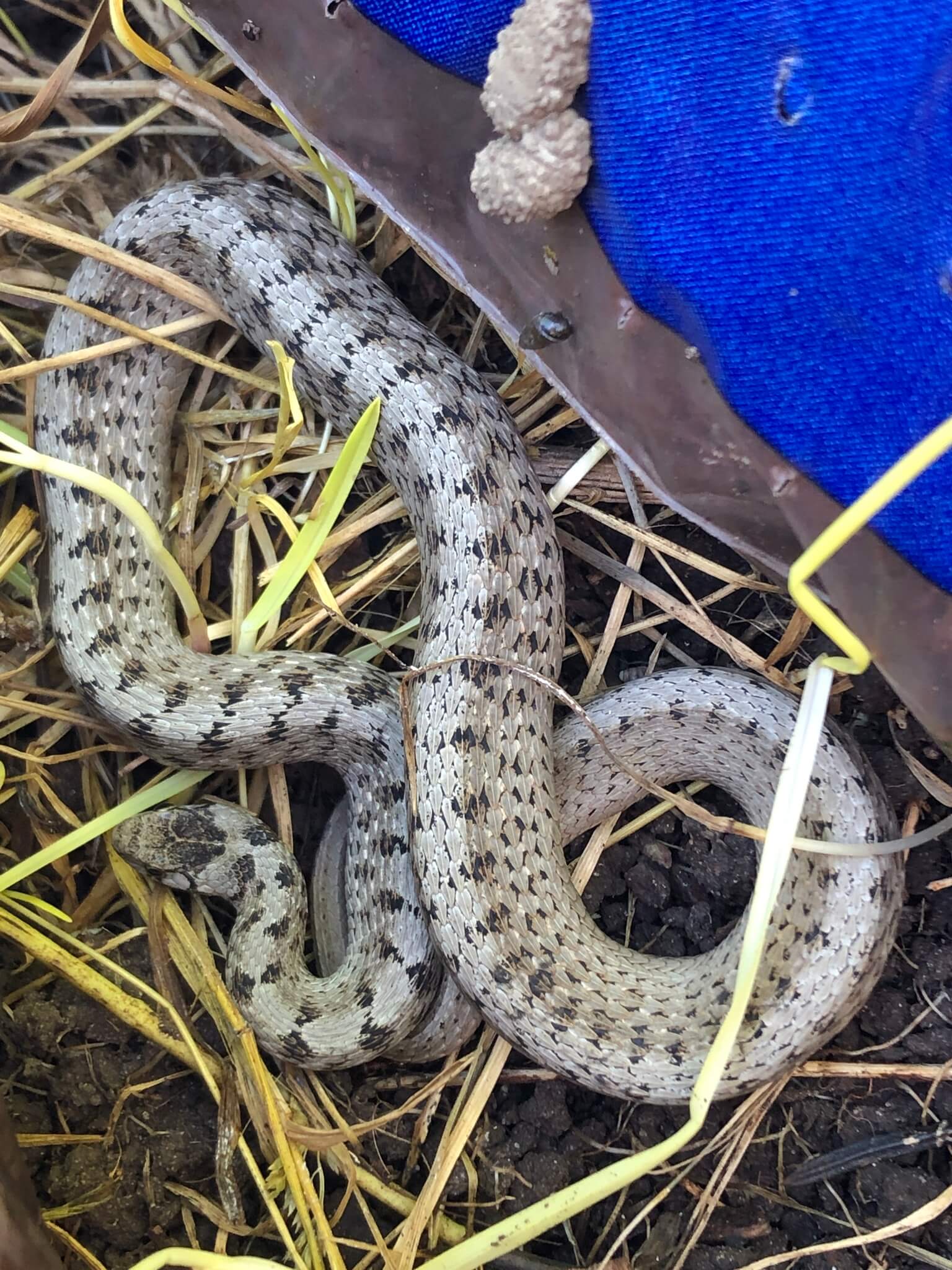 18 Gray Snakes You May See (Some Species Are Venomous)