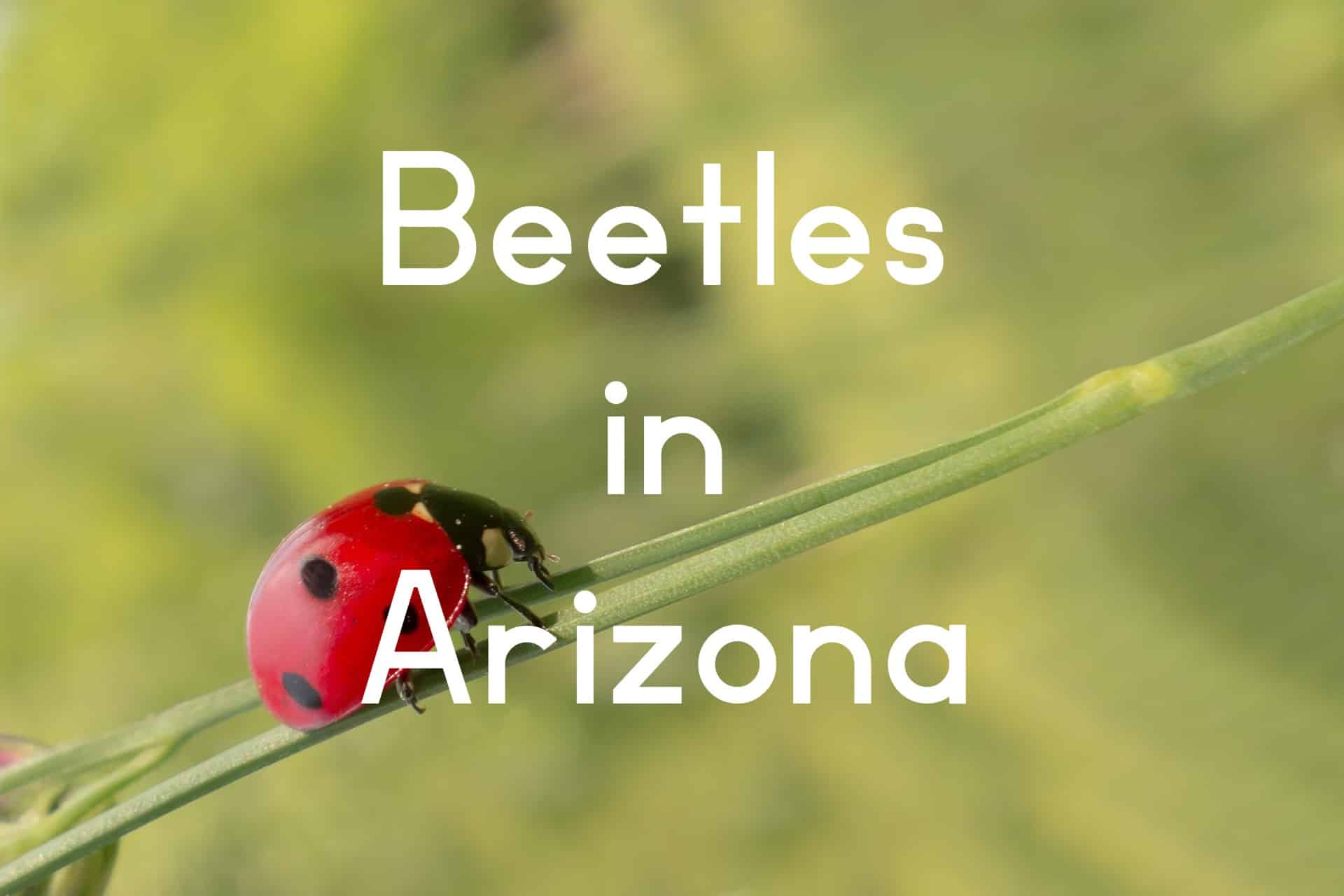 Arizona Beetles Identification