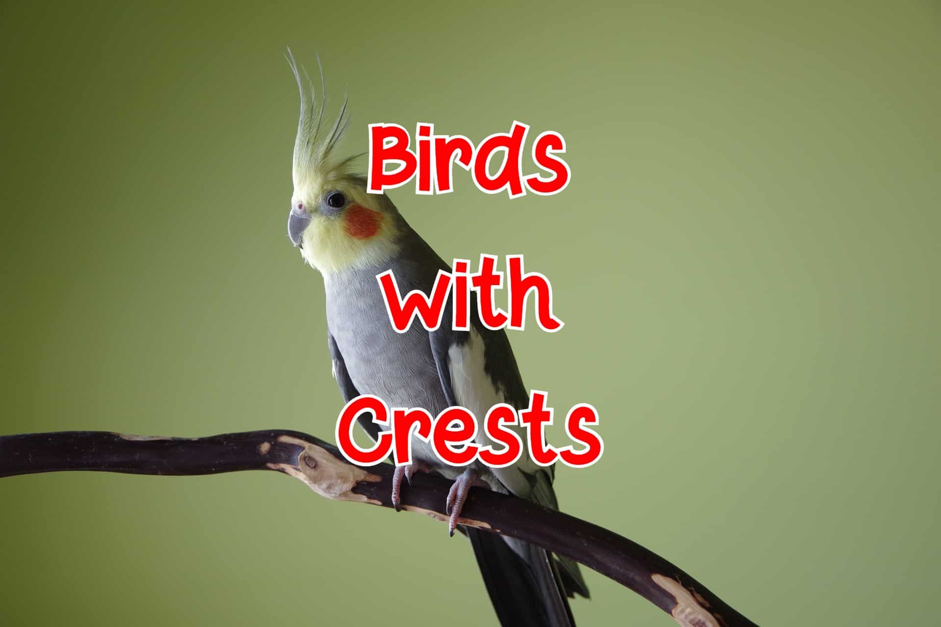 40 Birds With Crests (Tufted Heads) (Pictures and Identification)
