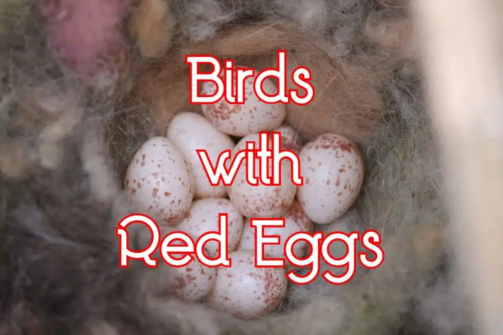 birds with red eggs