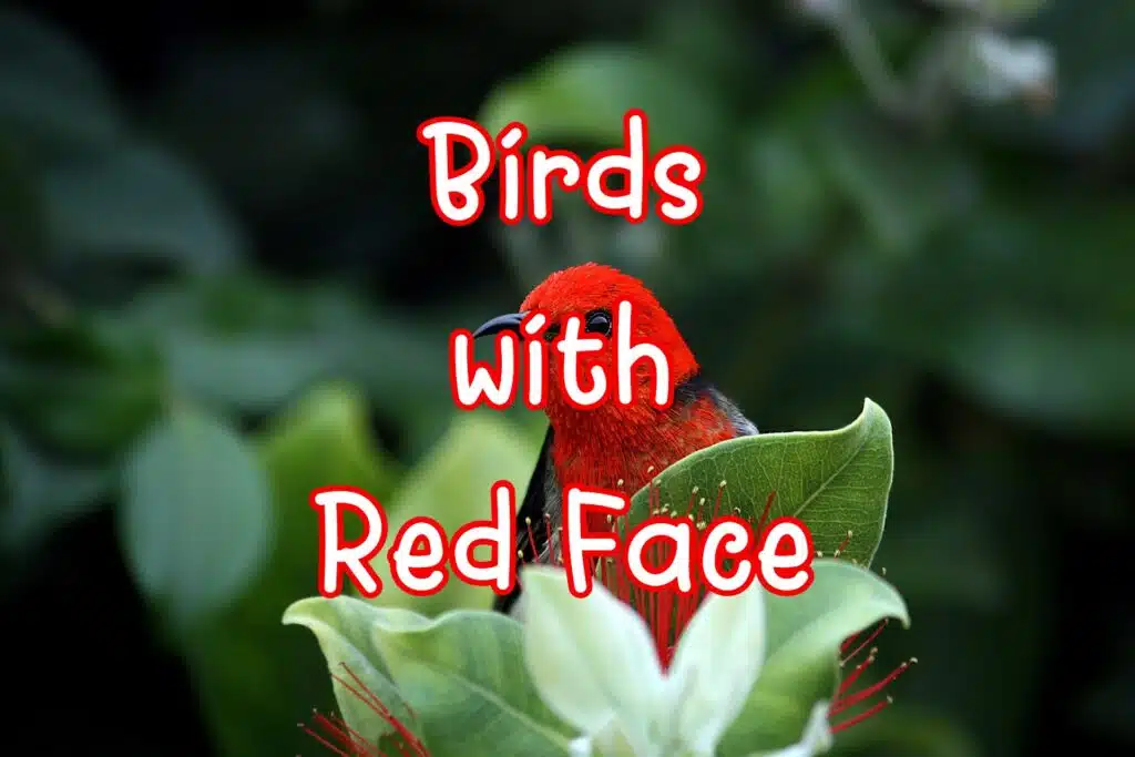 birds with red face