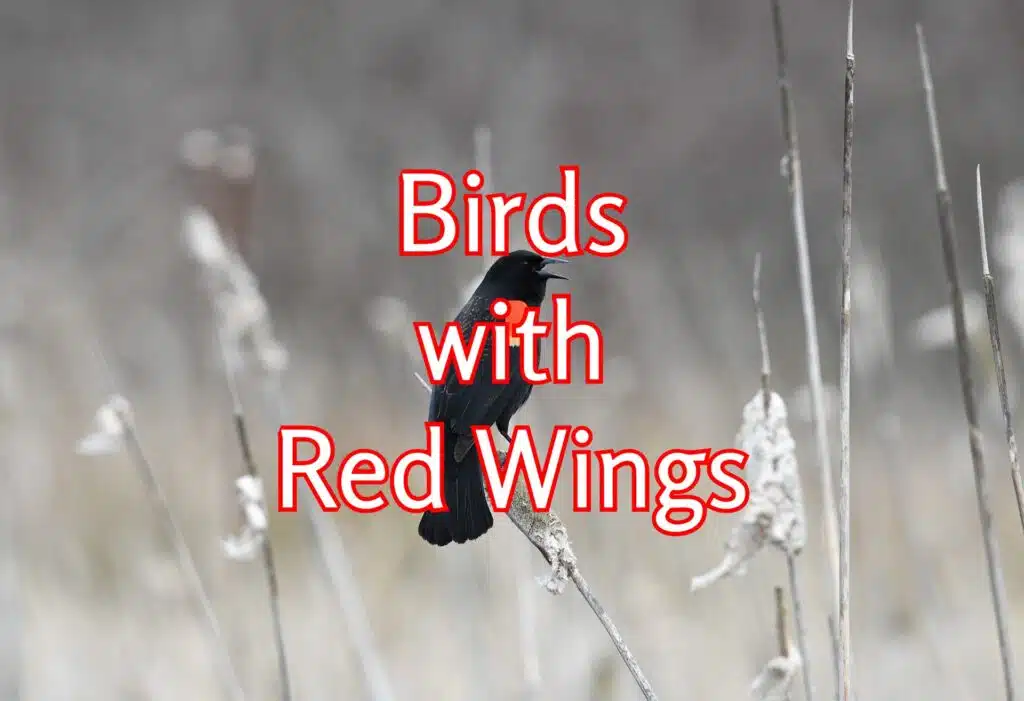 birds with red wings