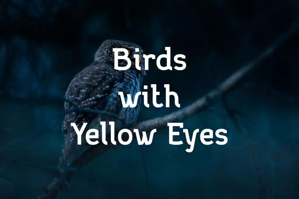birds with yellow eyes