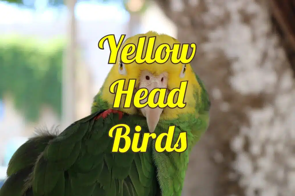 birds with yellow heads