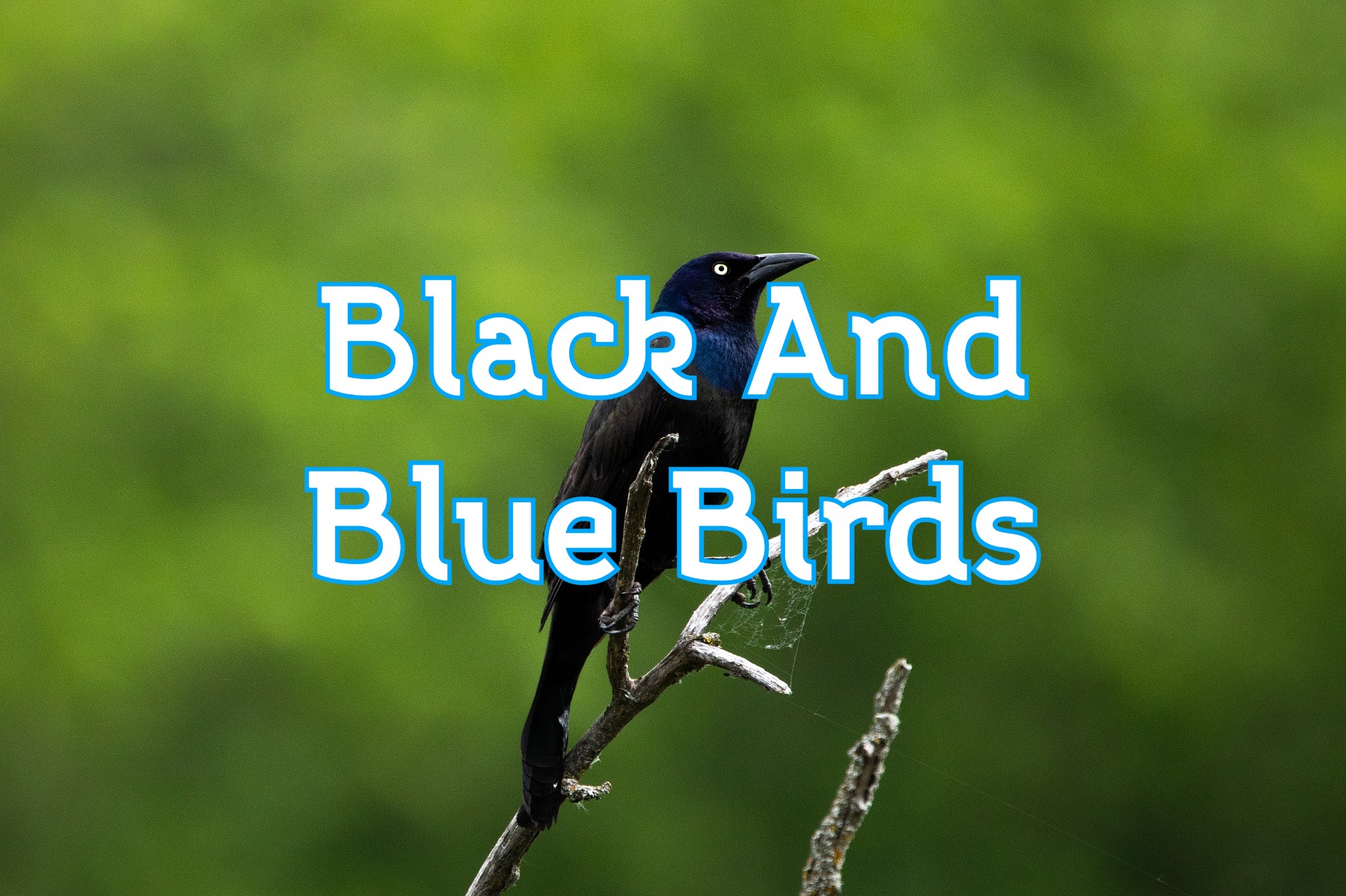46 Black and Blue Birds (with Pictures) Identification Guides