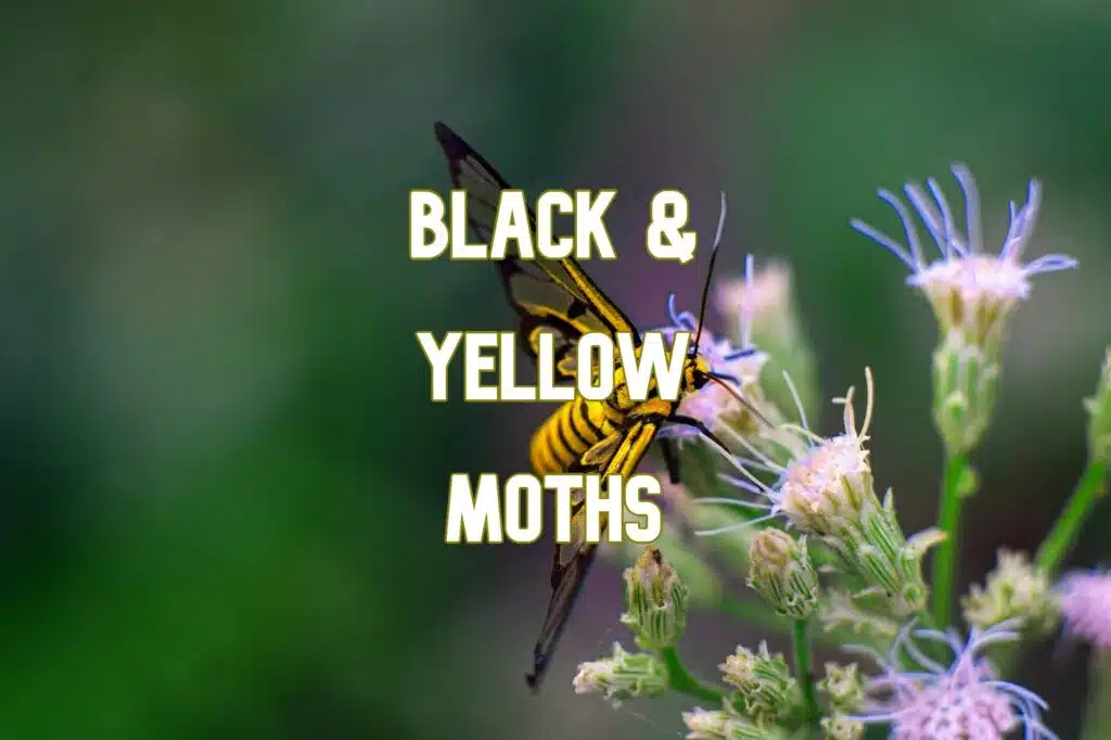 black and yellow orange moths