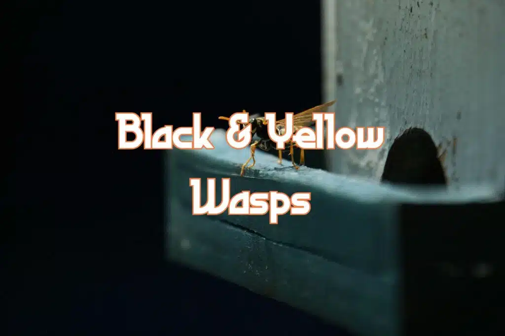black and yellow wasps