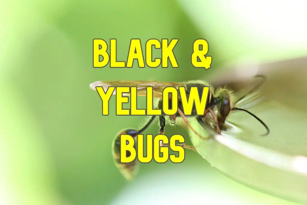 black and yellow wasps