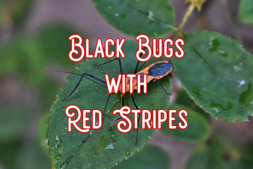 black bugs with red stripes