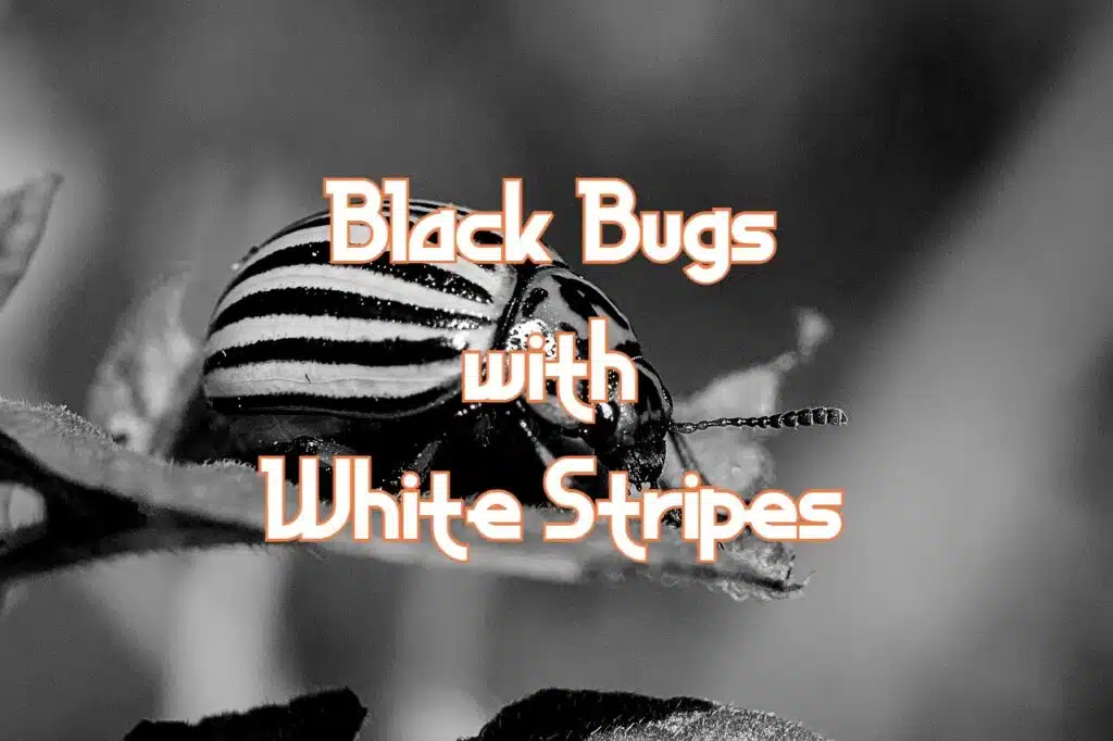 black bugs with white stripes