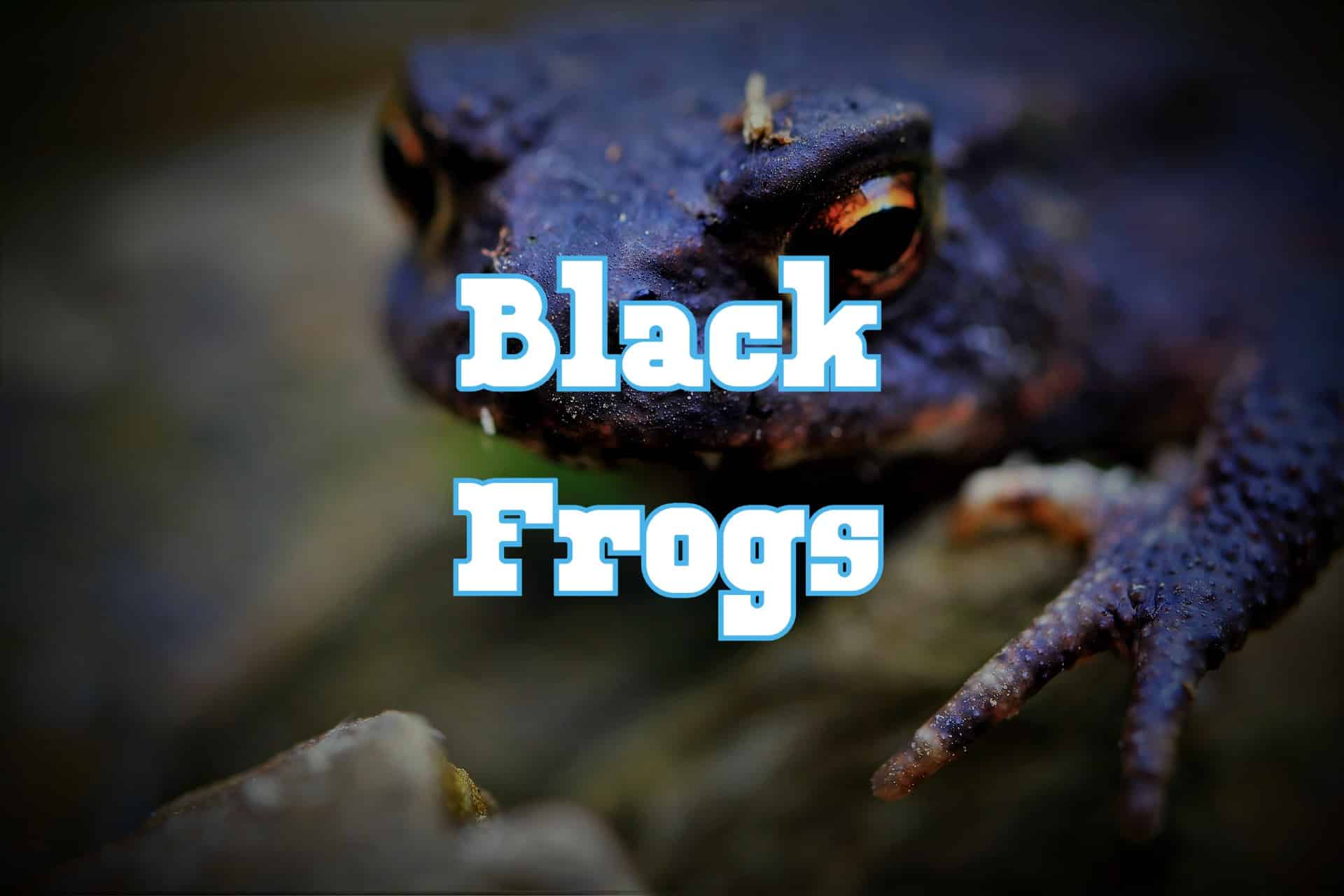 13 Black Frogs and Toads in The World (with Pictures)