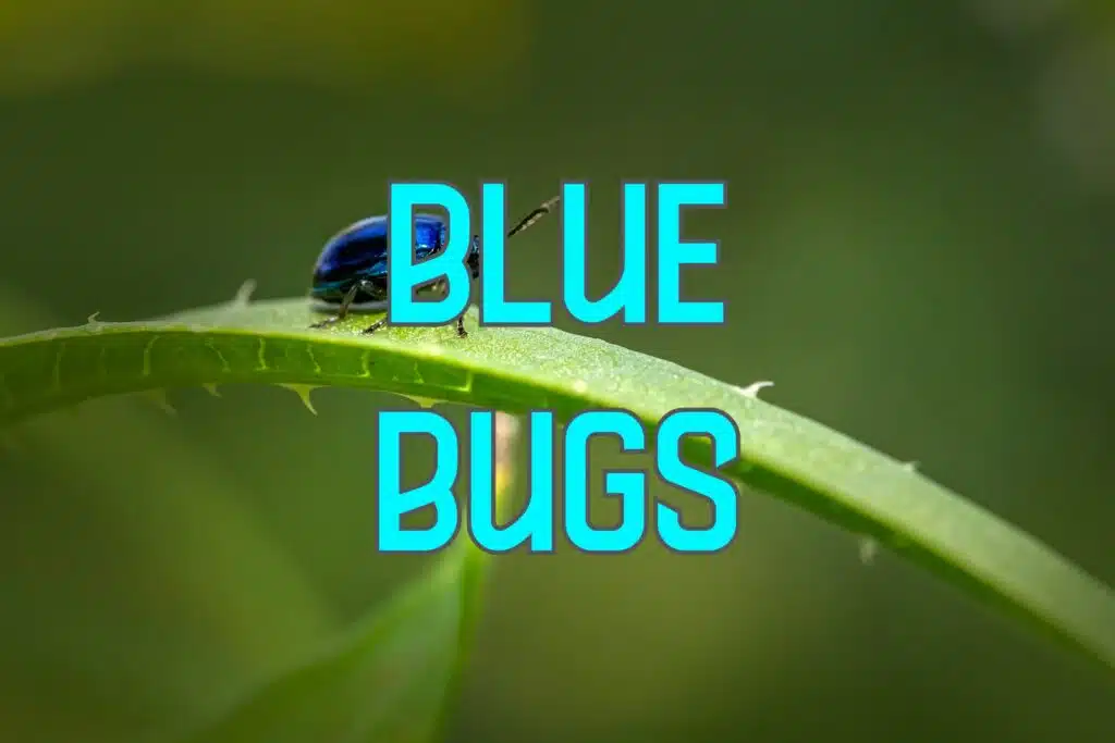 blue bugs