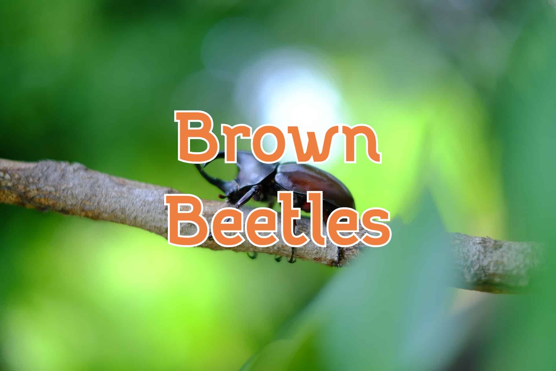 Brown Beetles 