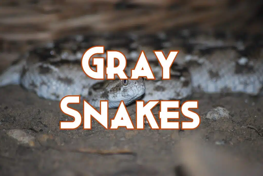 gray snakes