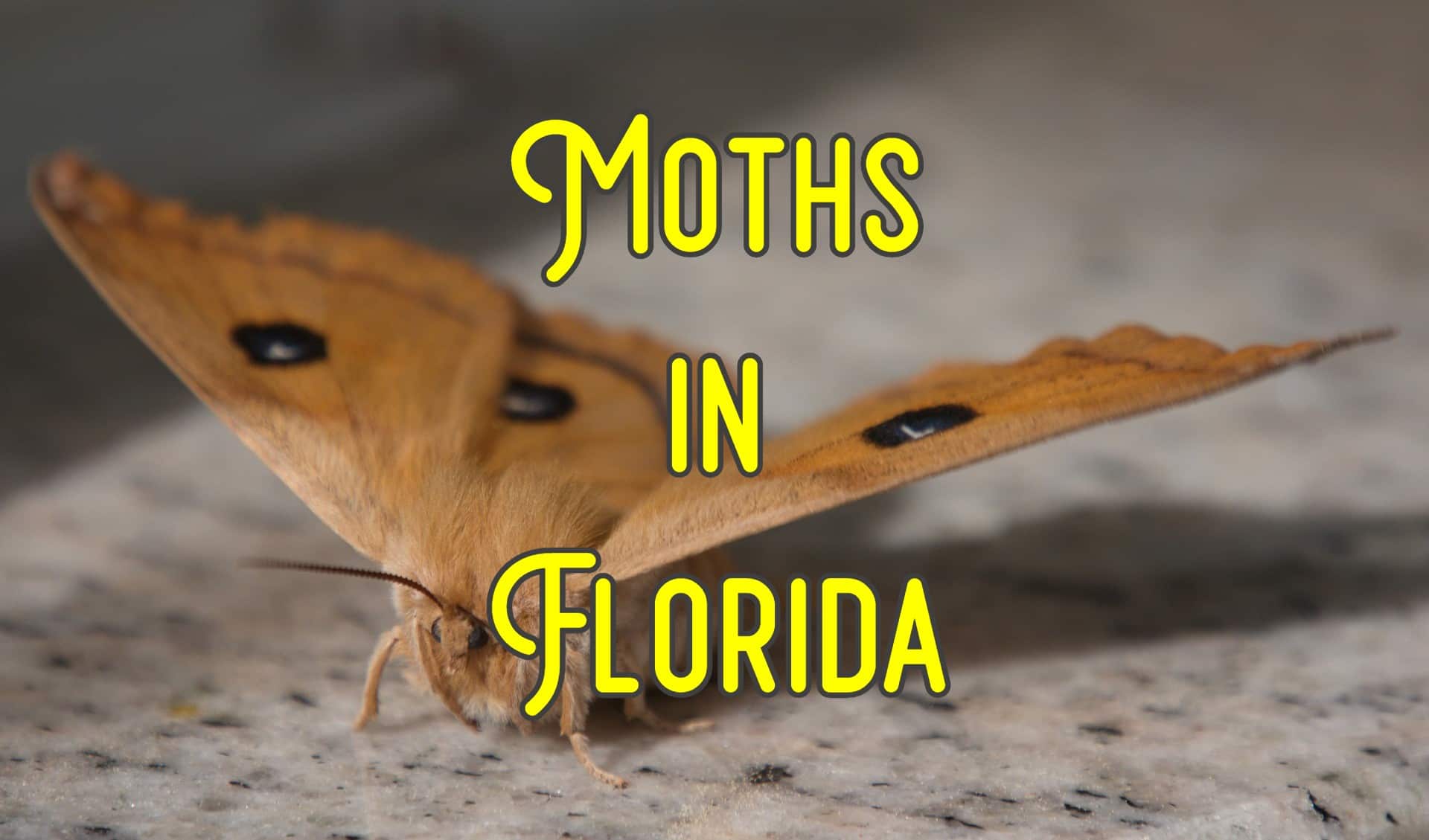 51 Common Moths in Florida (Pictures and Identification)