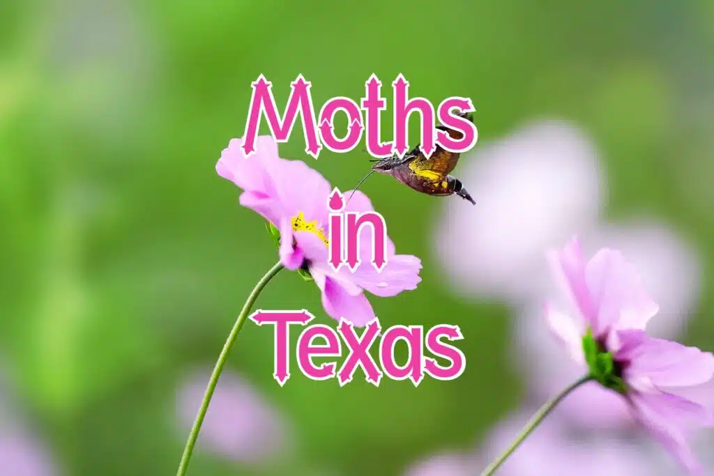 moths in texas