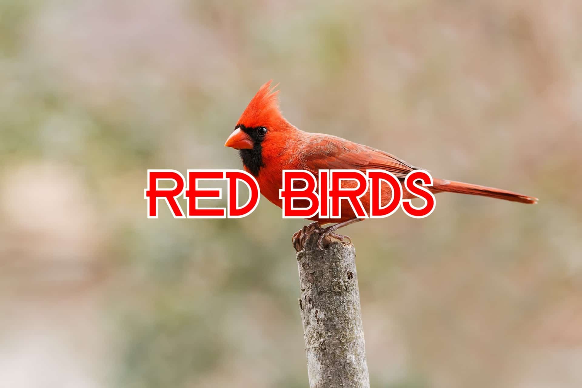 Red Birds: Pictures of 12 Red Birds From Around the World