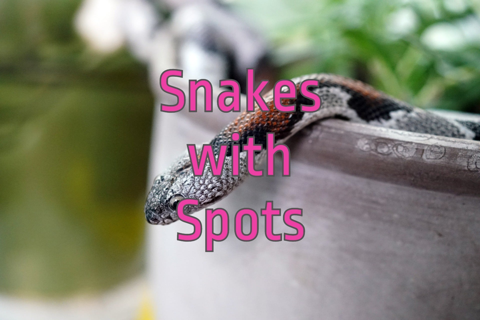 45 Snakes With Spots (Brown Spots, Black Spots, and More)