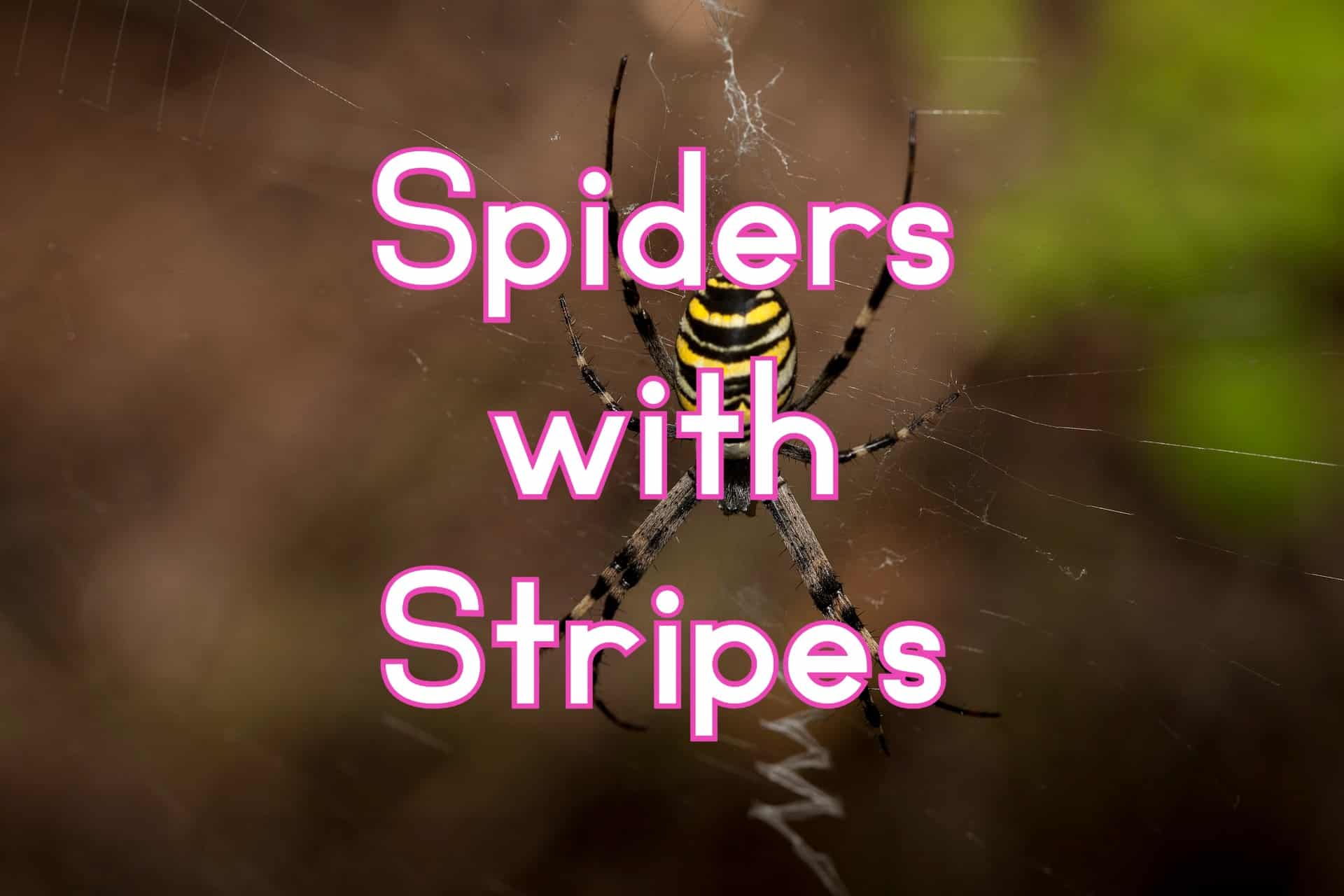 Black and White Striped Spider - Cesonia bilineata 