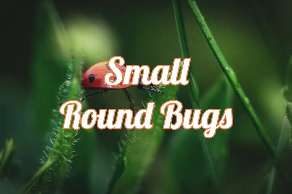 tiny round bugs