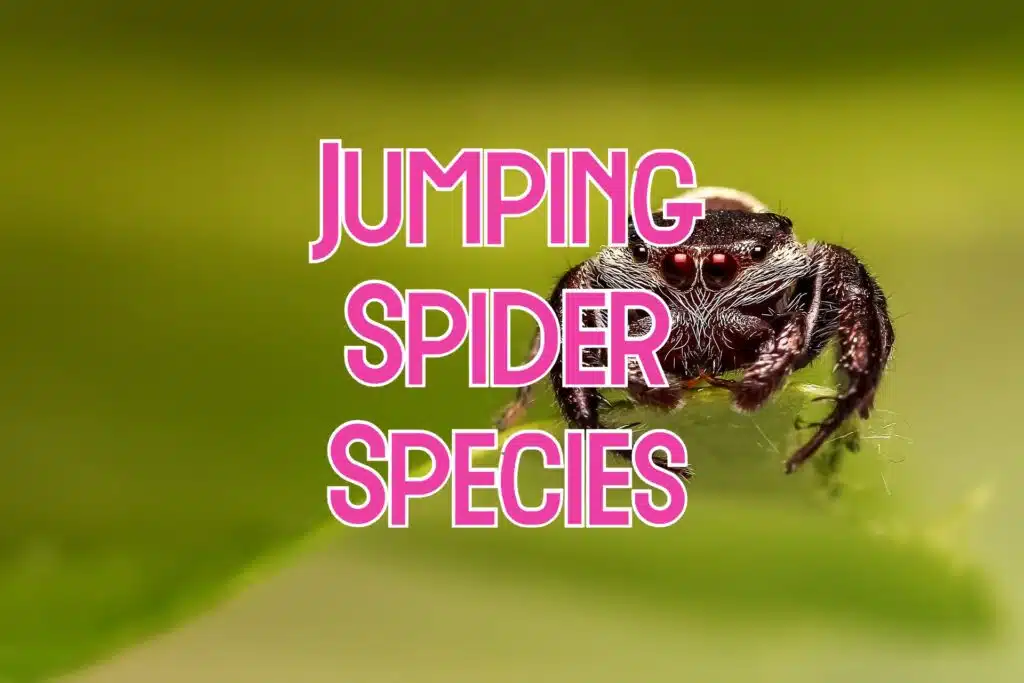types of jumping spiders