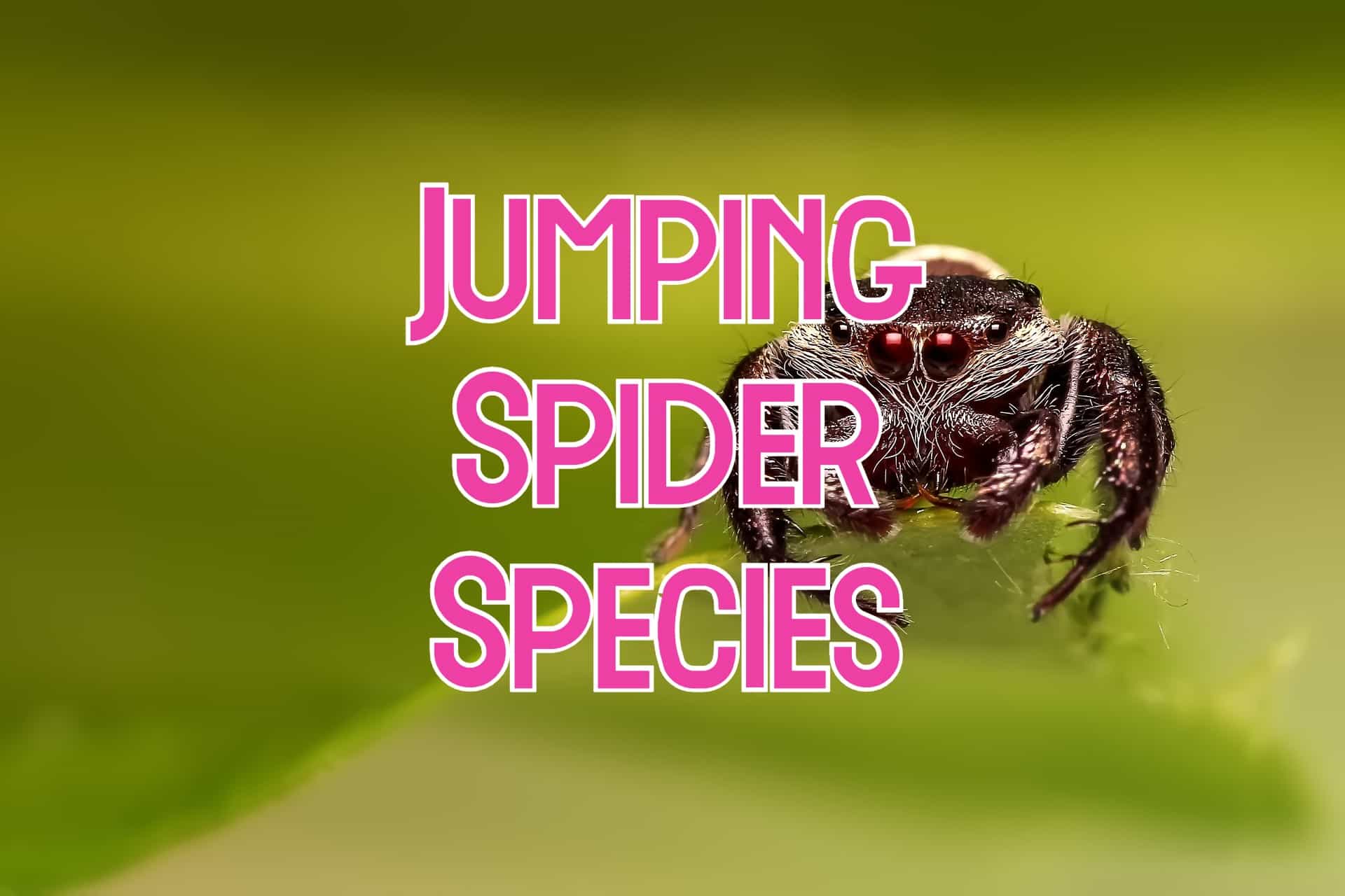 35-types-of-jumping-spiders-in-north-america-with-pictures