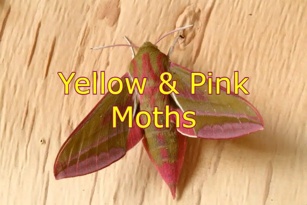 yellow and pink moths