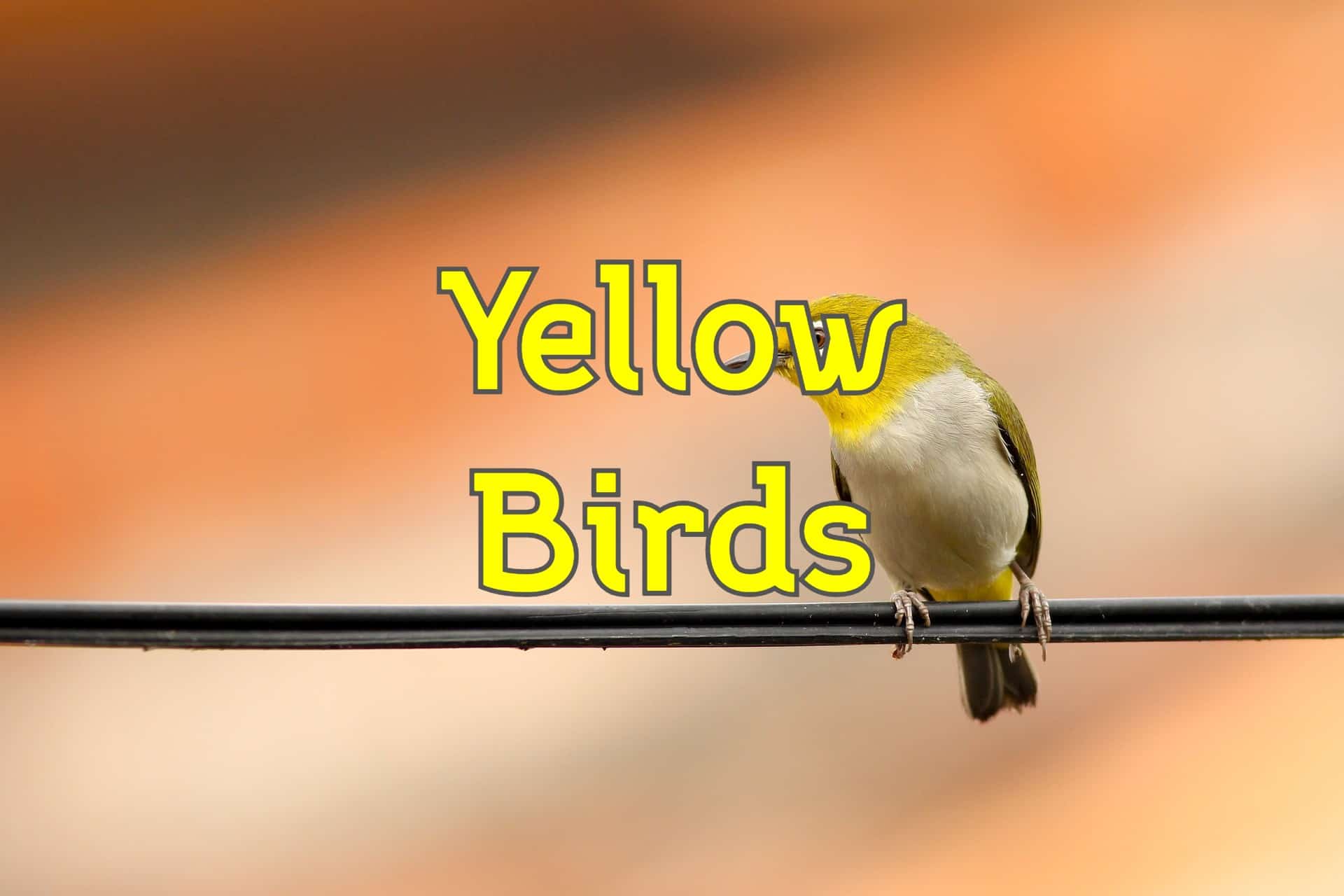 43 Types of Yellow Birds (Pictures and Identification)