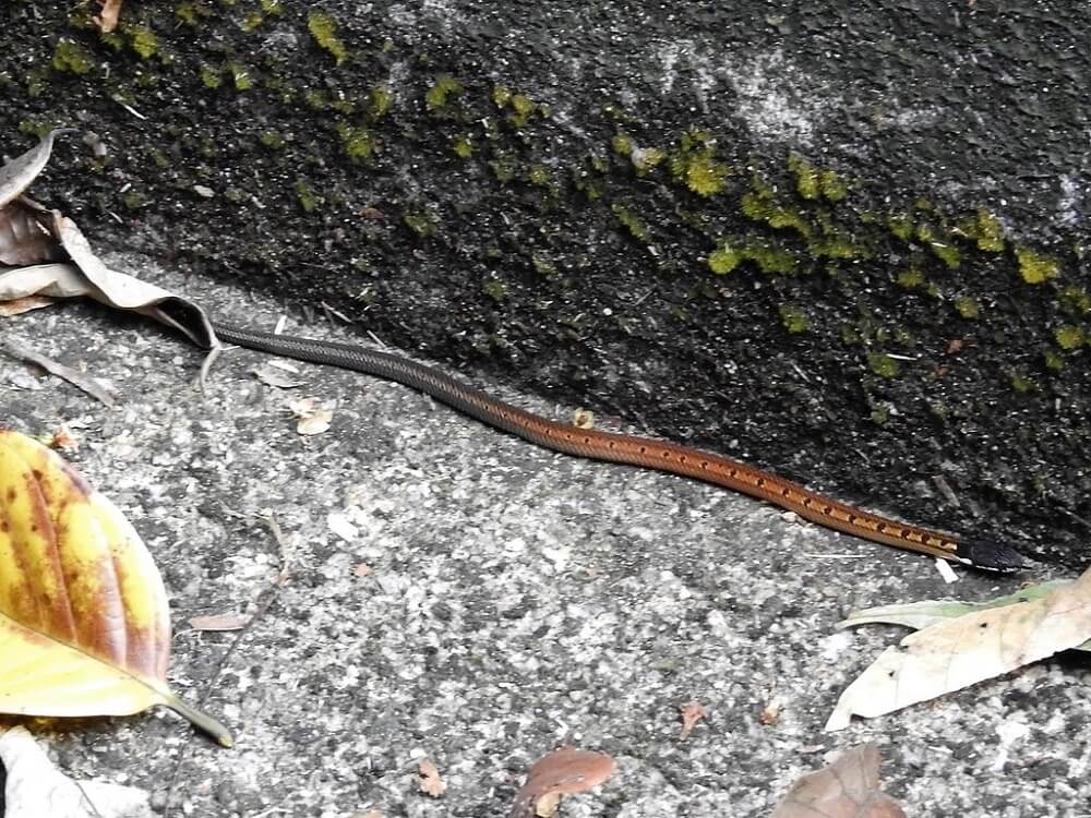 24 Snakes With Black Heads (with Pictures)
