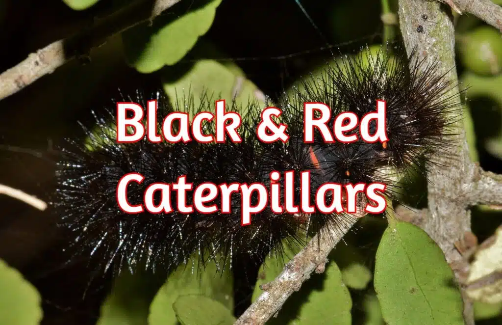 black and red caterpillars
