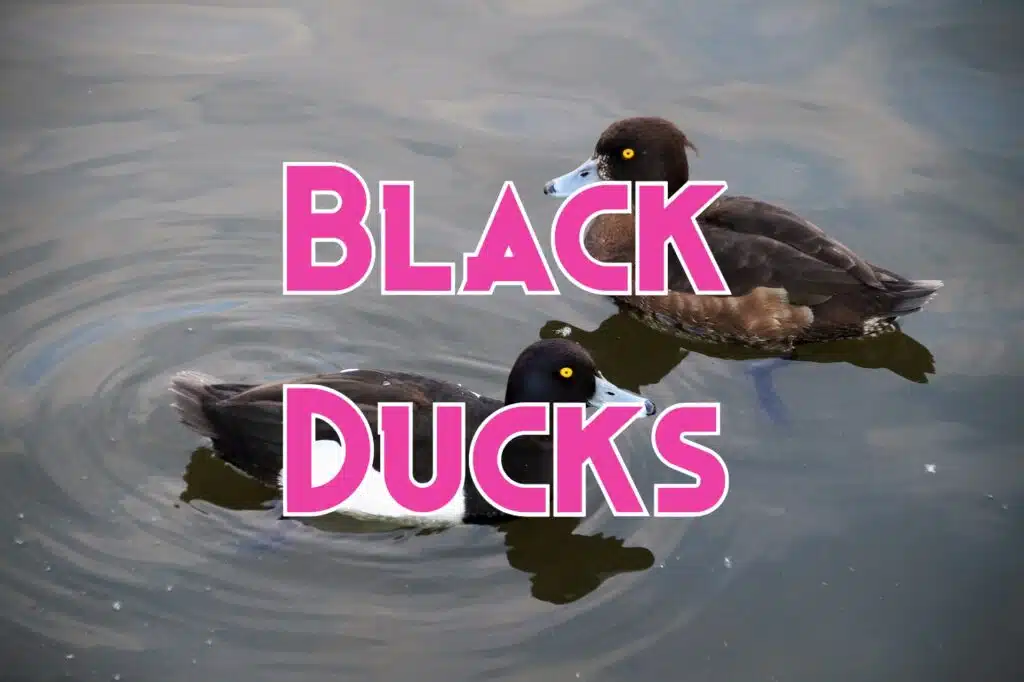 black ducks