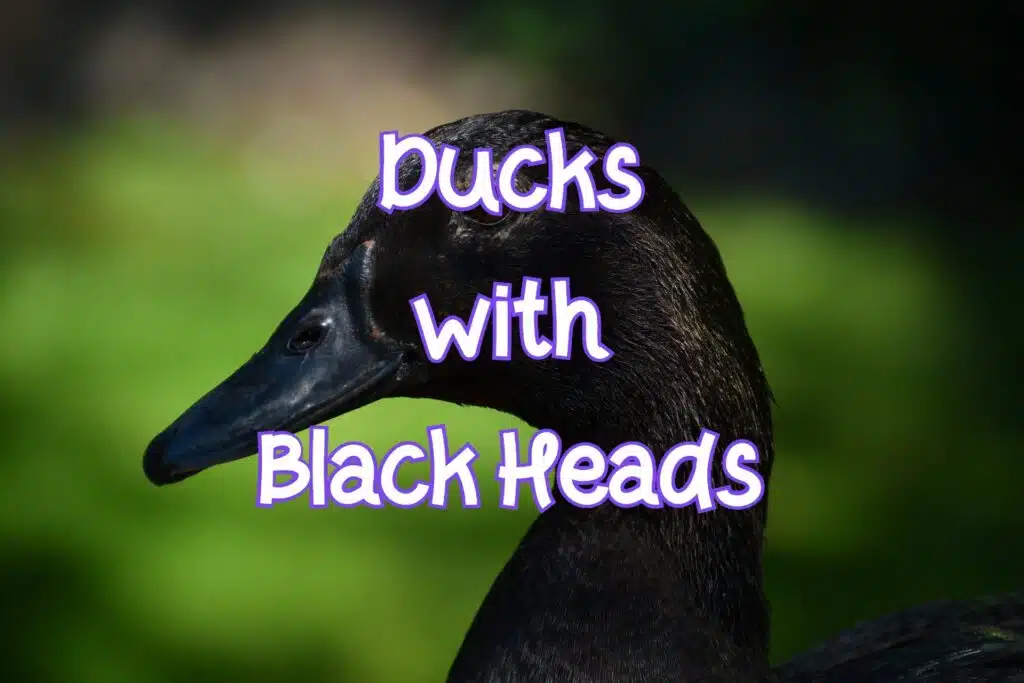 ducks with black heads