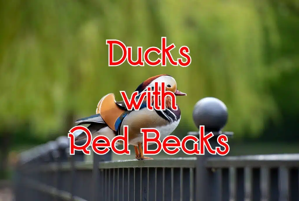 ducks with red beaks