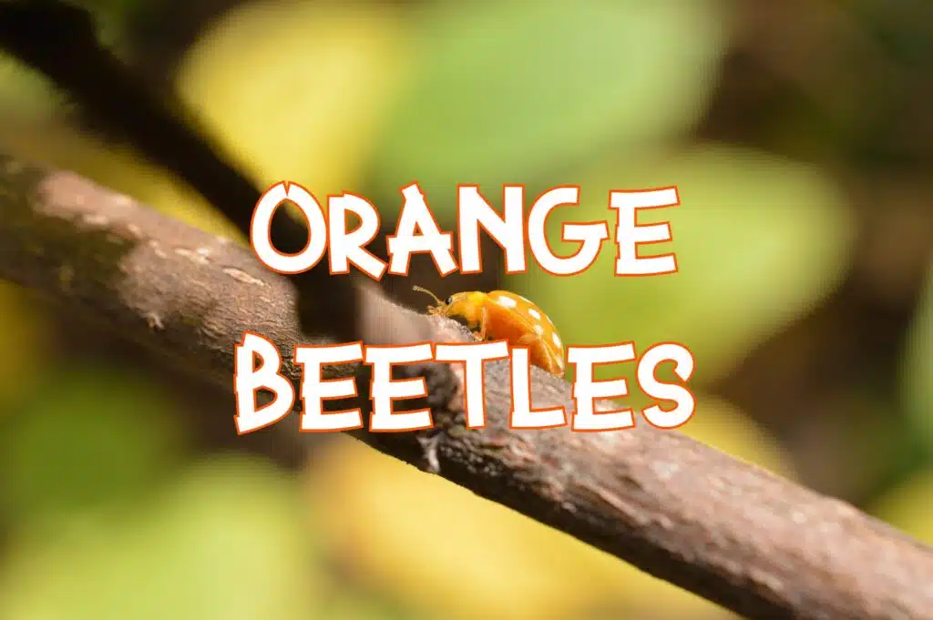 orange beetles