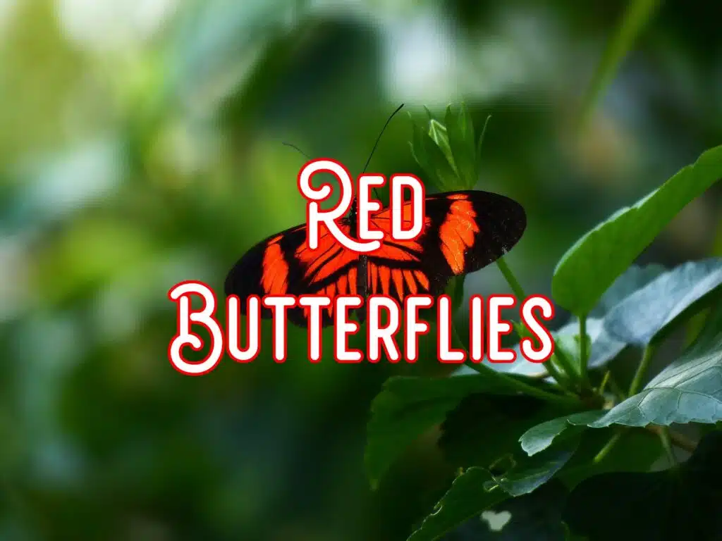 red butterflies