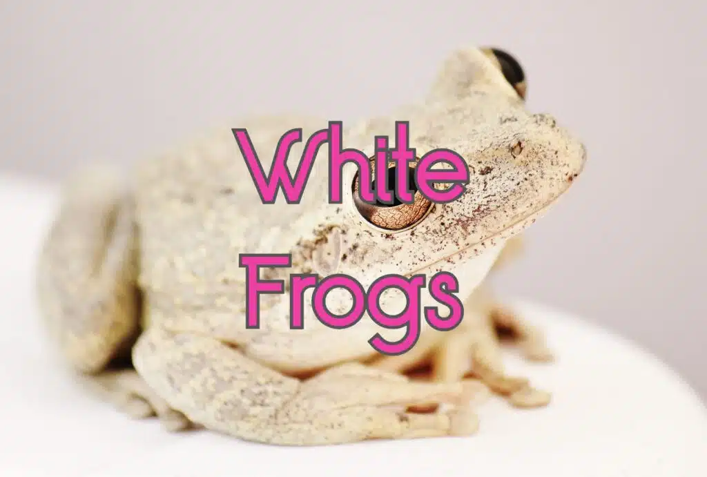 white frogs