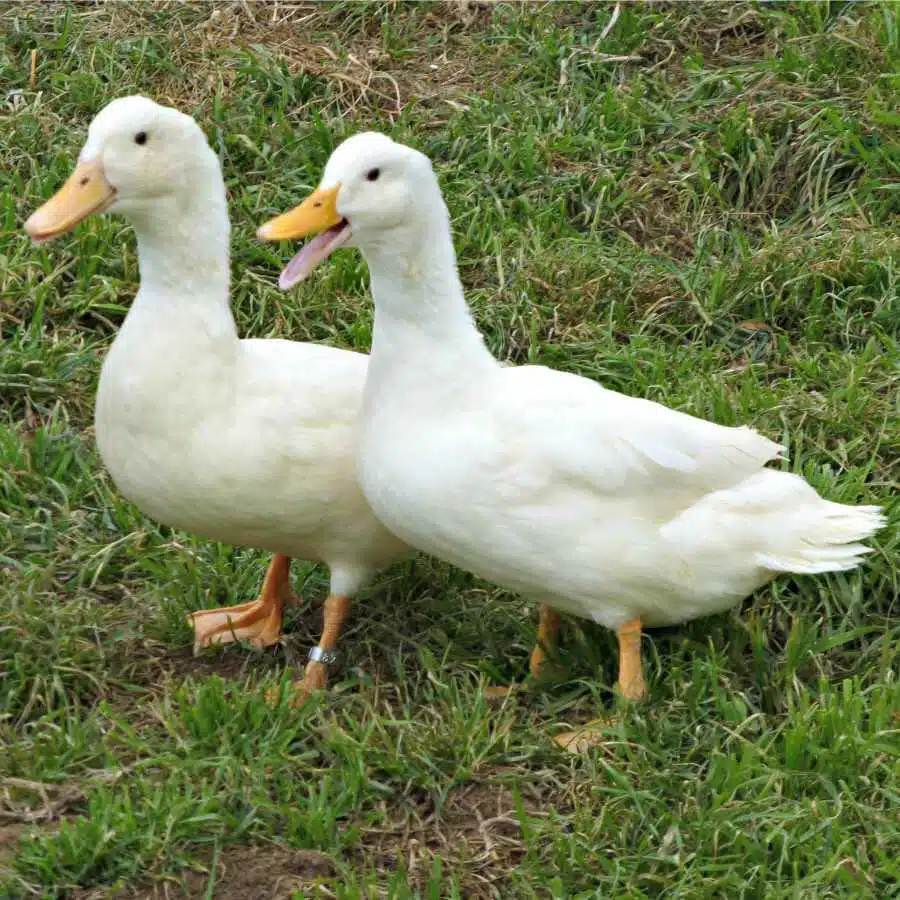 white layer ducks