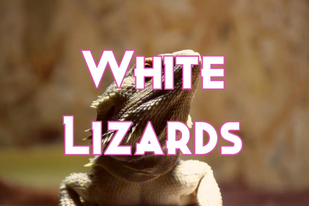 white lizards