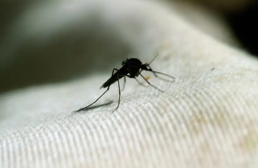 Aedes nigripes
