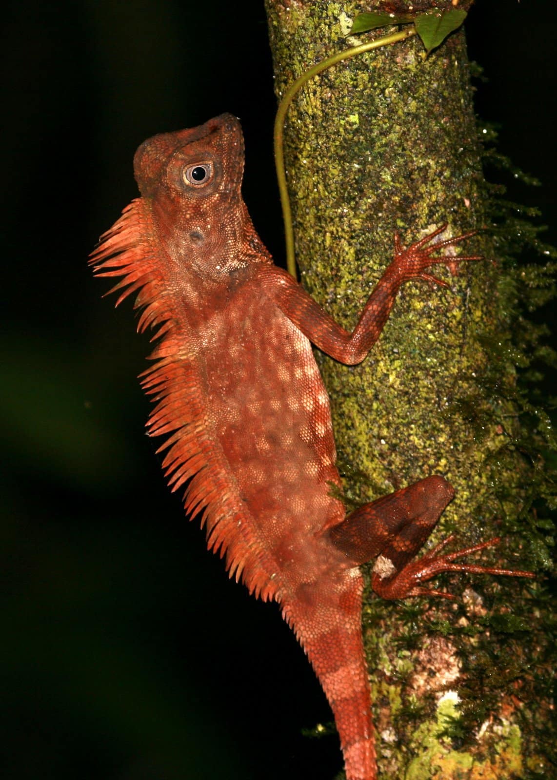 15 Vivid Red Lizards in The World (Some Can Make Good Pets)