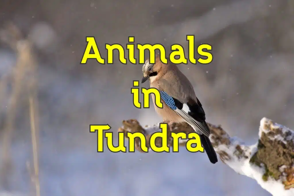 animals in tundra