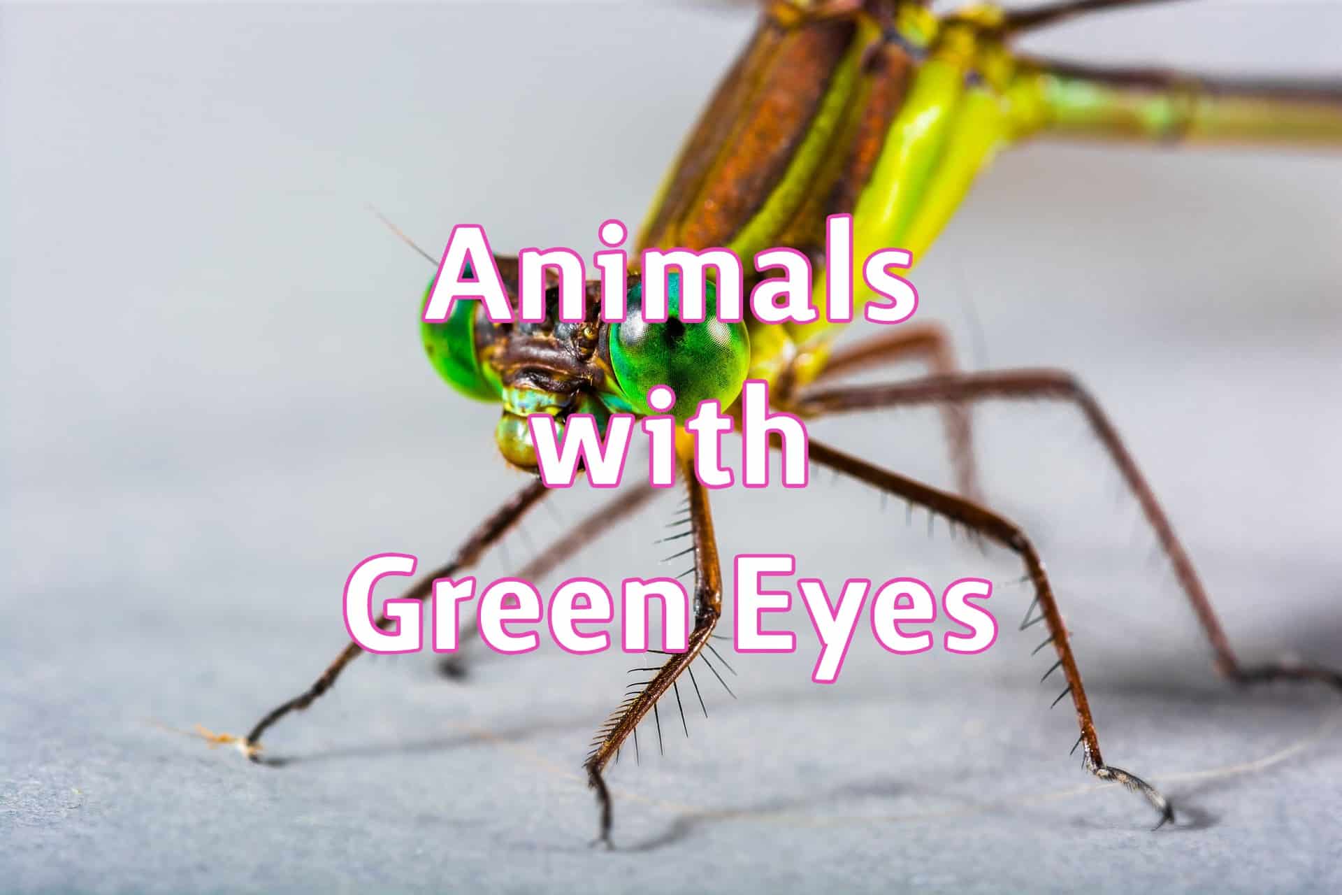 20 Animals With Green Eyes (with Pictures)