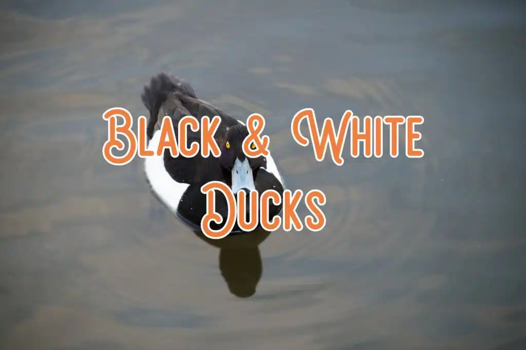 black and white ducks