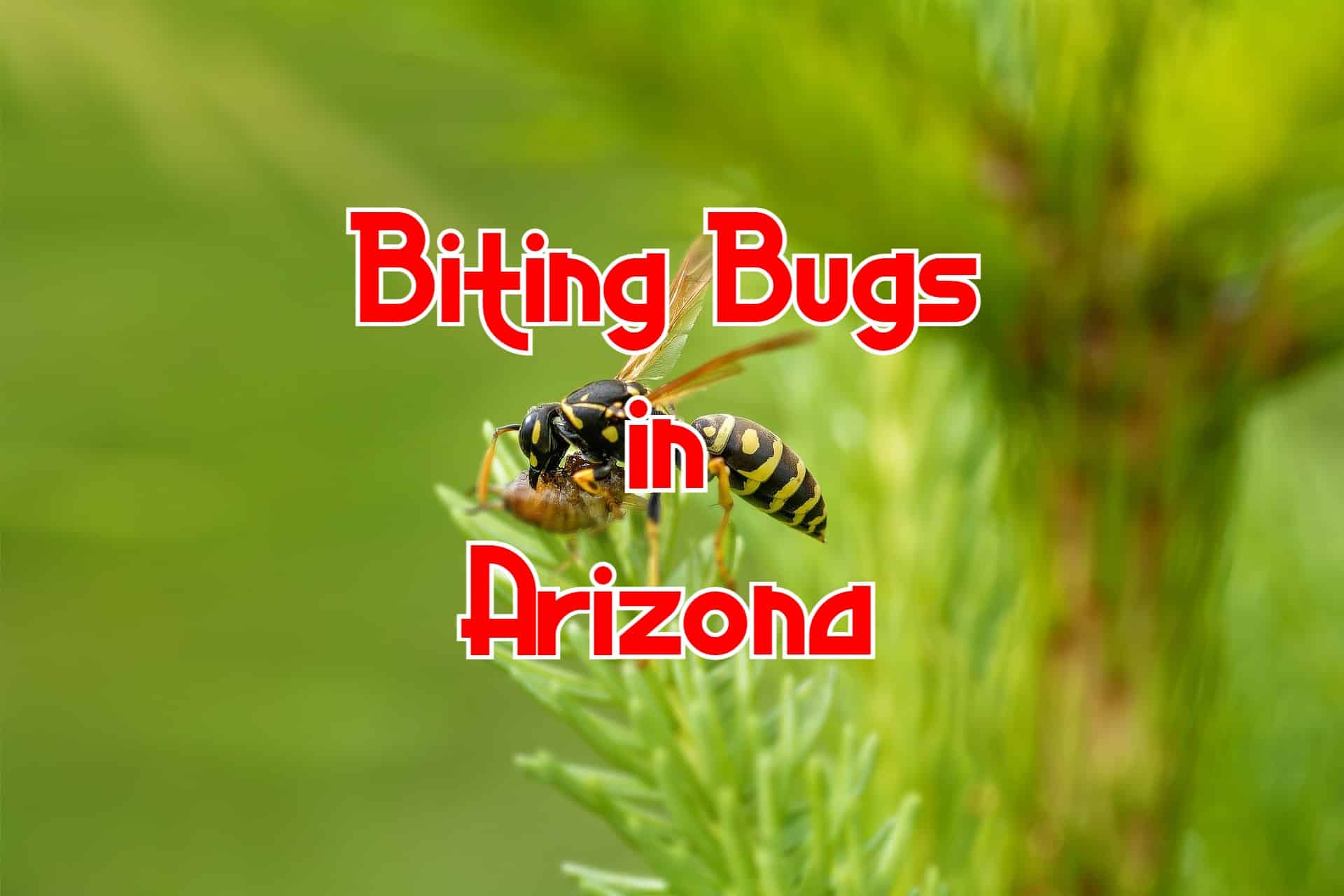 20 Bugs in Arizona That Bite or Sting (with Pictures)