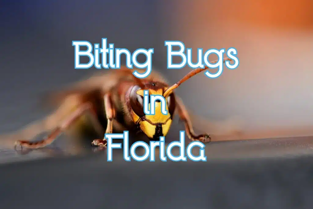 bugs in florida that bite