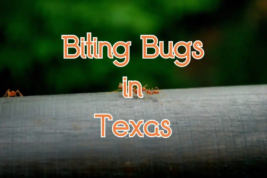 bugs in texas that bite