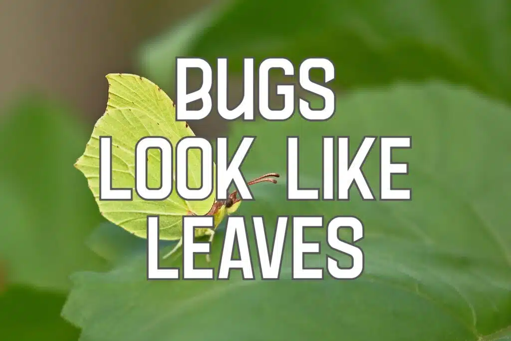 bugs that look like leaves