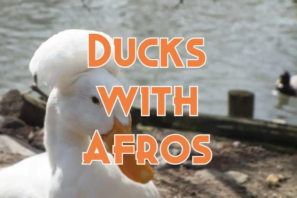 ducks with afros